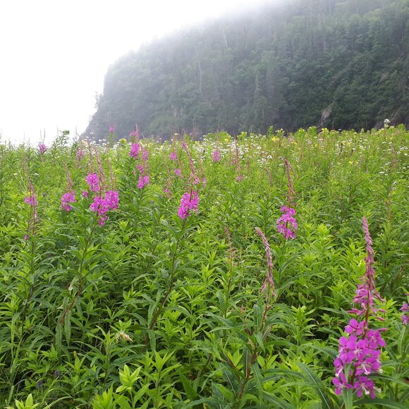 Meet your Posher, Darla - Picture 1 of 2